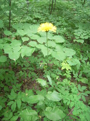 Crepis sibirica