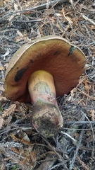 Rubroboletus eastwoodiae