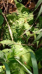 Macrothelypteris torresiana