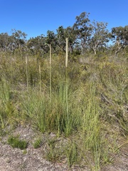 Xanthorrhoea fulva