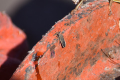 Catorhintha selector