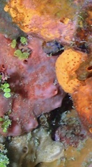 Spirastrella coccinea