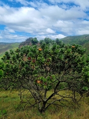Protea roupelliae roupelliae