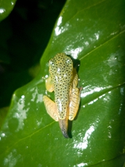 Rhacophorus lateralis