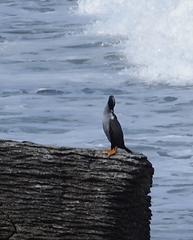 Phalacrocorax punctatus oliveri