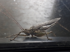 Tettigoniidae