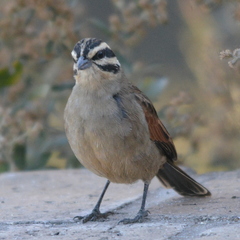 Emberiza capensis
