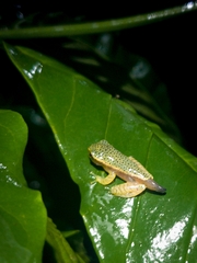 Rhacophorus lateralis