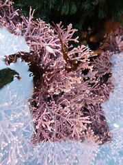 Calliarthron tuberculosum