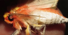 Symphlebia