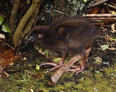 Gallirallus australis australis