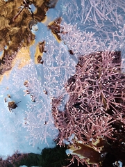 Calliarthron tuberculosum