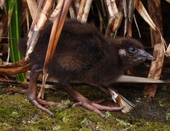 Gallirallus australis australis
