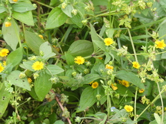 Melampodium divaricatum