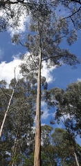 Eucalyptus viminalis viminalis