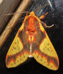 Symphlebia
