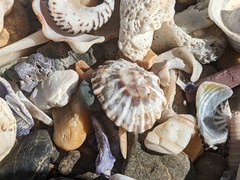 Siphonaria denticulata