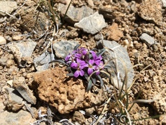 Erysimum funiculosum