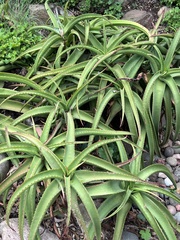 Aloe vanbalenii