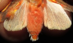 Symphlebia