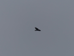 Parabuteo unicinctus