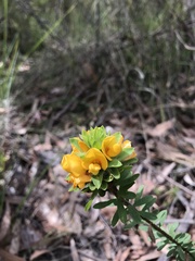 Pultenaea tuberculata