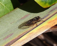 Kikihia southwestlandica
