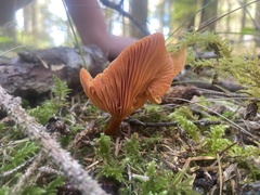 Lactarius rubidus