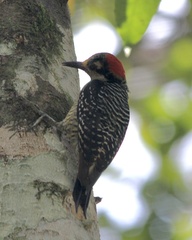 Melanerpes pucherani