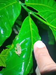 Rhacophorus lateralis