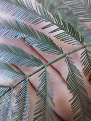 Acacia filicifolia