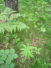 Lilium martagon pilosiusculum