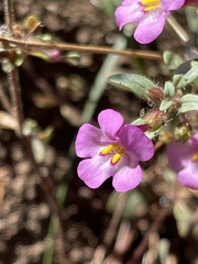Diplacus torreyi