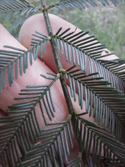 Acacia filicifolia