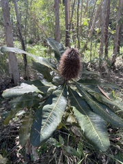 Banksia robur