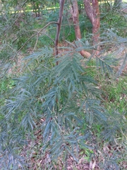 Acacia filicifolia