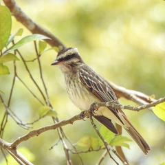 Empidonomus varius