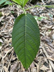 Dendrocnide meyeniana