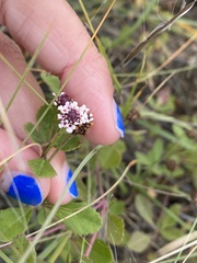 Phyla nodiflora nodiflora