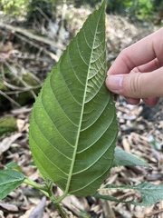 Dendrocnide meyeniana