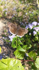 Erynnis tristis tatius