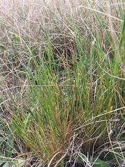 Festuca bromoides