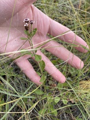 Phyla nodiflora nodiflora