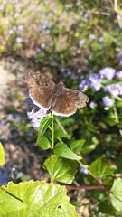 Erynnis tristis tatius