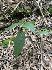 Dendrocnide meyeniana