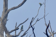 Parvipsitta porphyrocephala