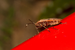 Physopelta quadriguttata