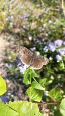 Erynnis tristis tatius