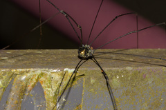 Phalangioidea