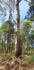 Eucalyptus viminalis viminalis